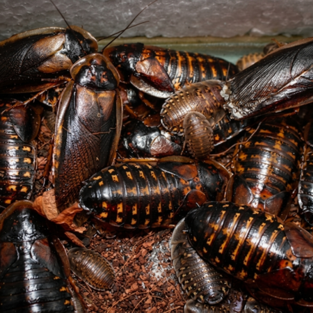 Alimento Vivo Dubias Blapticas