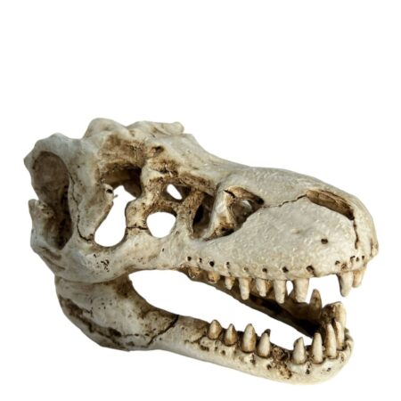 Adorno Cabeza Dinosaurio