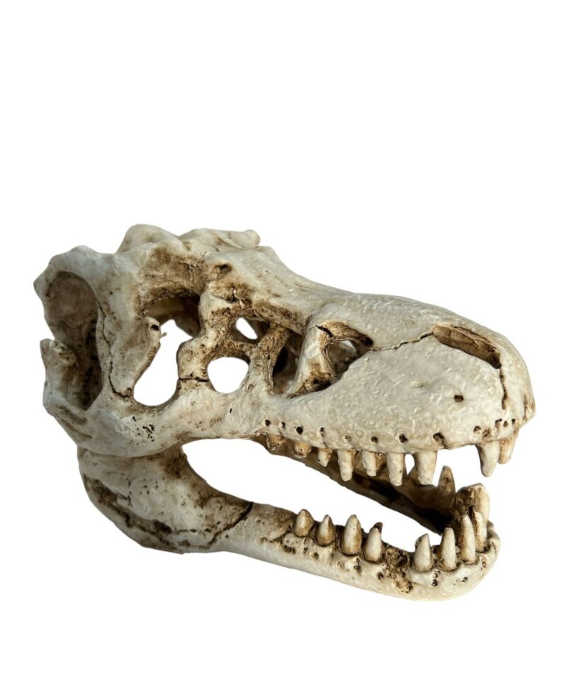Cabeza Grande dinosaurio esqueleto  MARKETPET