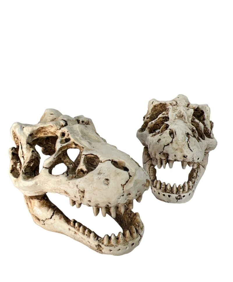Cabeza pequeña dinosaurio esqueleto Marketpet