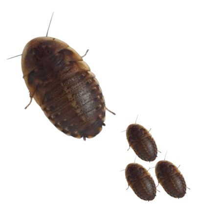 DUBIAS