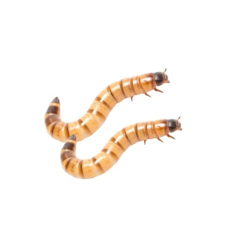 ZOPHOBAS