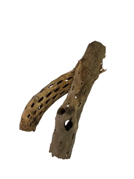 Madera de Cholla