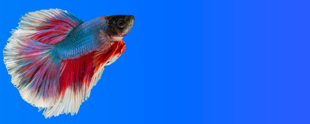 Peces