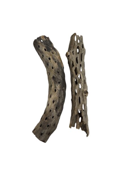 Madera de Cholla talla S