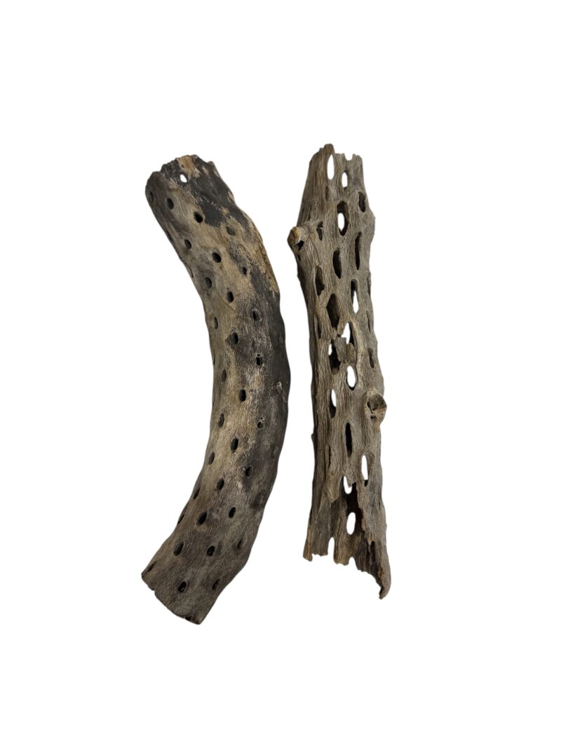 Madera de Cholla talla S
