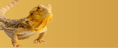 Reptiles
